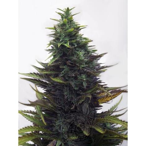 Satori от Mudro Seeds