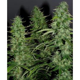 Auto White Widow Fem