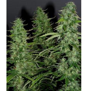 Auto White Widow Fem