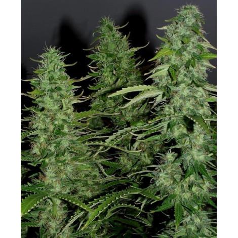 Auto White Widow Fem
