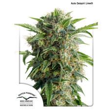 Auto Daiquiri Lima