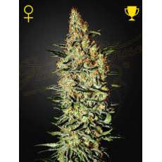 Neville's Haze par Green House Seeds