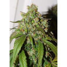 Auto Daiquirí de Lima Fem