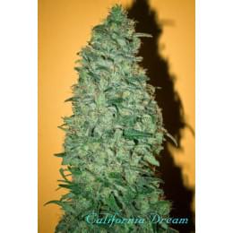 California Dream (Feminized edition)