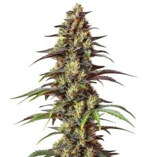 Bruce Banner Reg