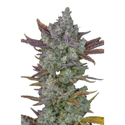 Auto Cartel Cookies