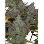 Auto Cartel Cookies 4