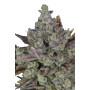 Auto Cartel Cookies 6