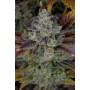 Auto Cartel Cookies 3