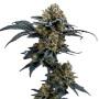 Auto Cartel Cookies 2