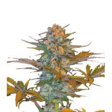 Jack 47 Fast Version