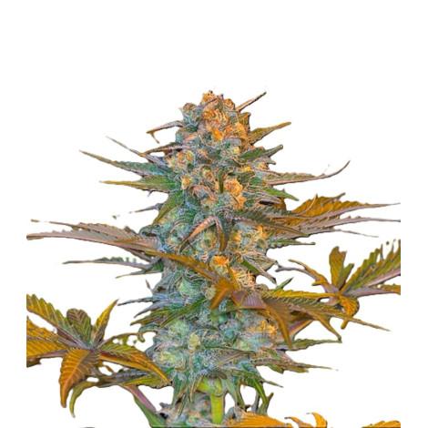 Jack 47 Fast Version