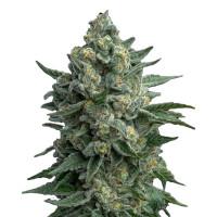 OG Kush Fast Version