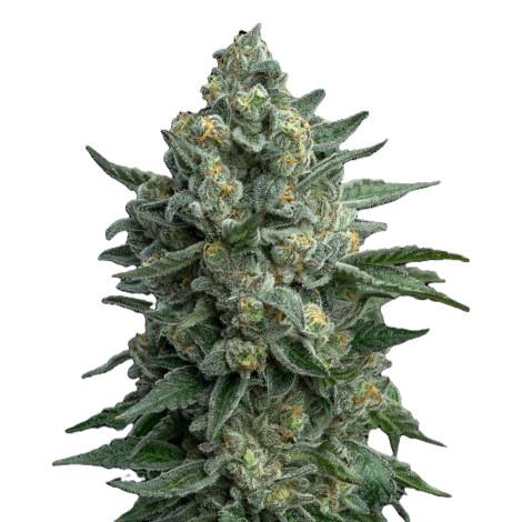 OG Kush Fast Version