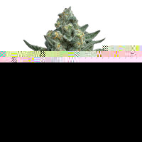 OG Kush Fast Version