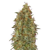 Zkittlez