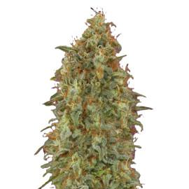 Zkittlez