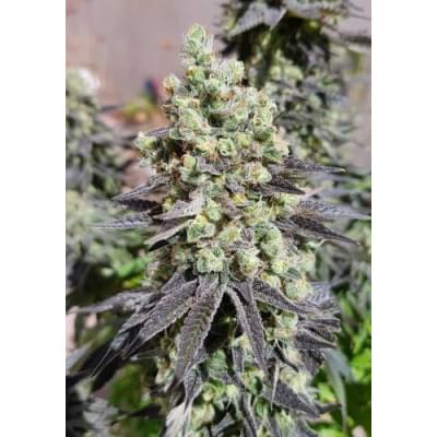 Auto BubbleGum Fem