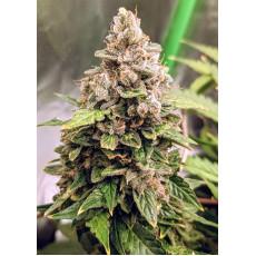 Auto Euphoria Fem
