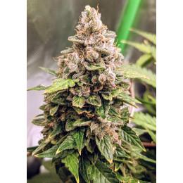Auto Euphoria Fem