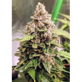 Auto Euphoria Fem