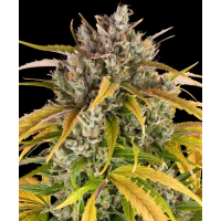 Auto LSD Fem