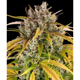 Auto LSD Fem