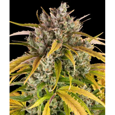 Auto LSD Fem