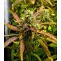 Auto LSD Fem 2
