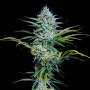 Auto White Widow Fem