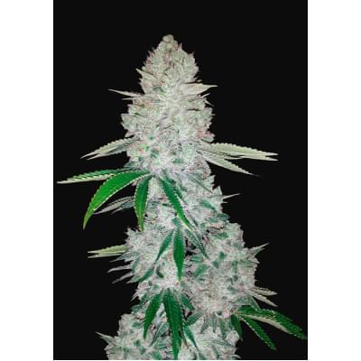 Gorilla Glue Auto (Glue Auto)