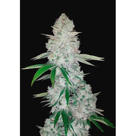Gorilla Glue Auto (Glue Auto)