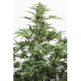 Industrial Plant Auto CBD