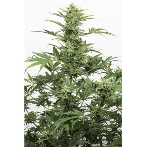 Industrial Plant Auto CBD