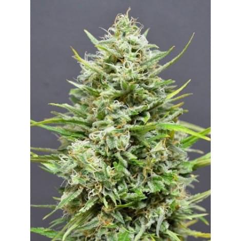 Snow Star Auto