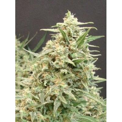 Snow White Amsterdam Fem