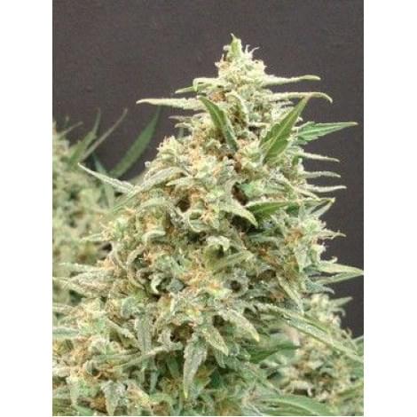 Snow White Amsterdam Fem