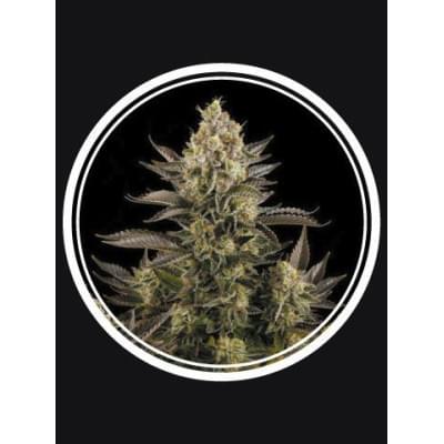 White Widow Fem