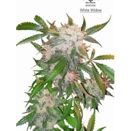 WhiteWidow Fem