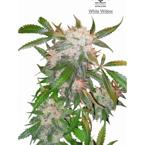 WhiteWidow Fem