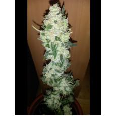 Auto Diesel Skunko