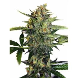 Auto Diesel Ryder Fem