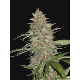 Auto G14 Cartel Fem
