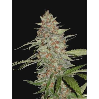 Auto G14 Cartel Fem