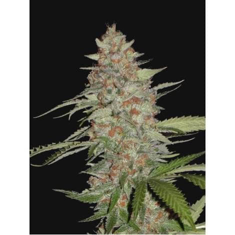 Auto G14 Cartel Fem