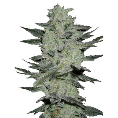 Auto Jack Herer Fem