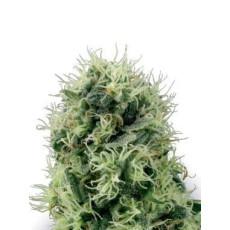 Planta de energía automática