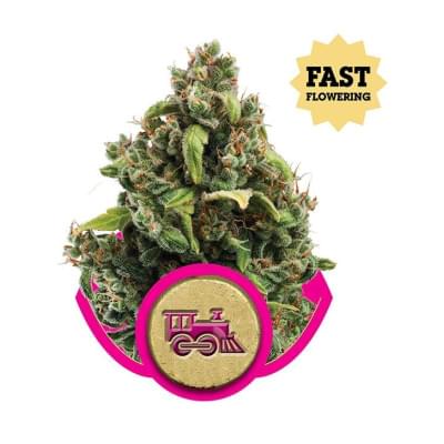 Candy Kush Express (Fast Version)