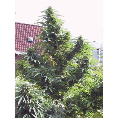 Easy Sativa