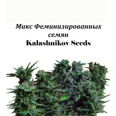 Feminized Seed Mix